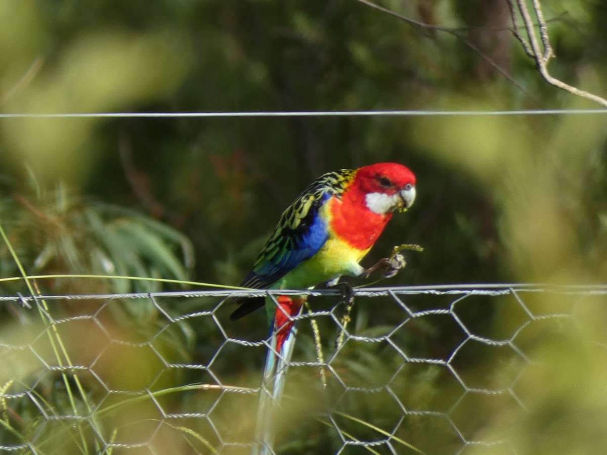 Eastern Rosella - ML549994981