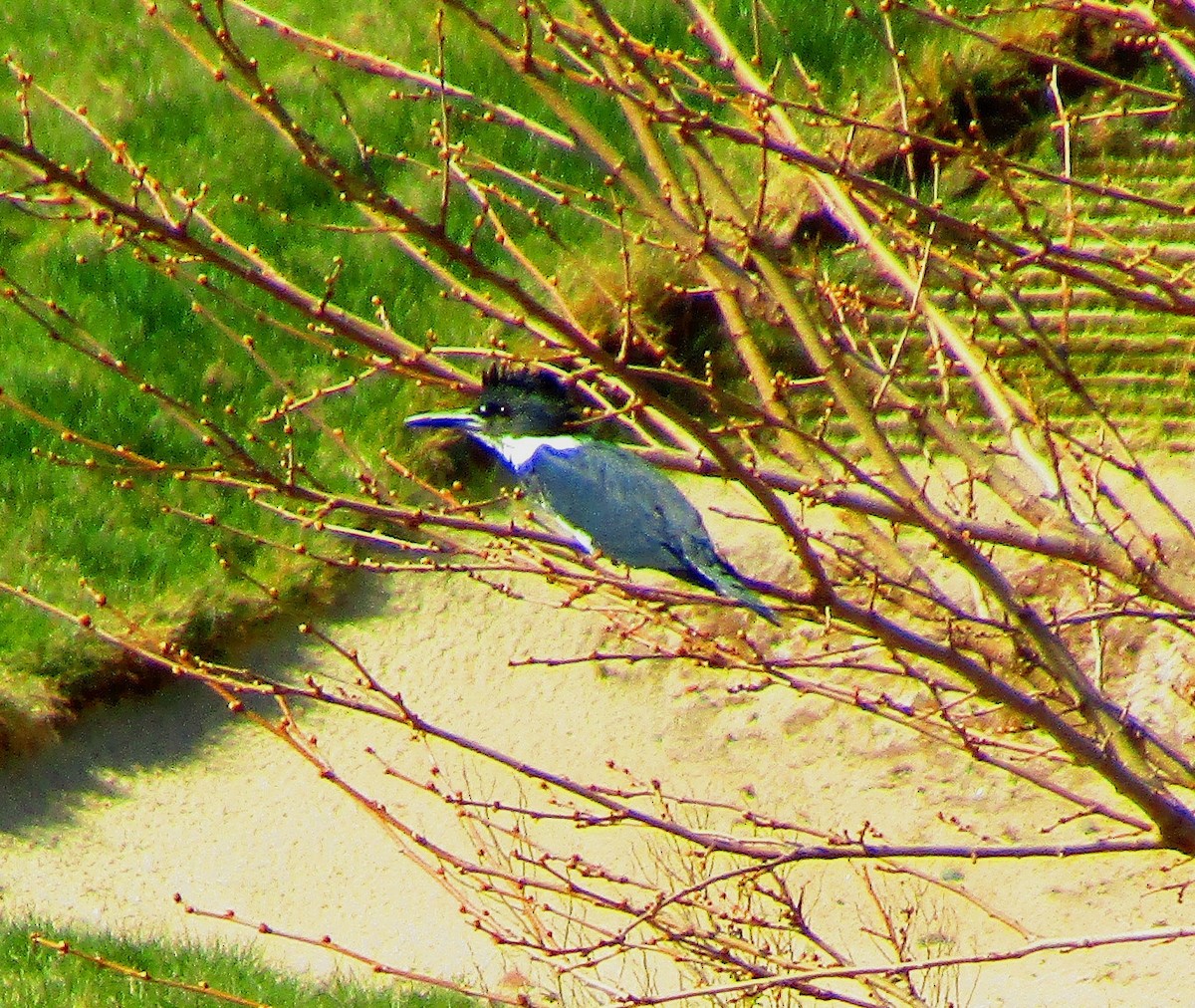 Belted Kingfisher - ML549995191
