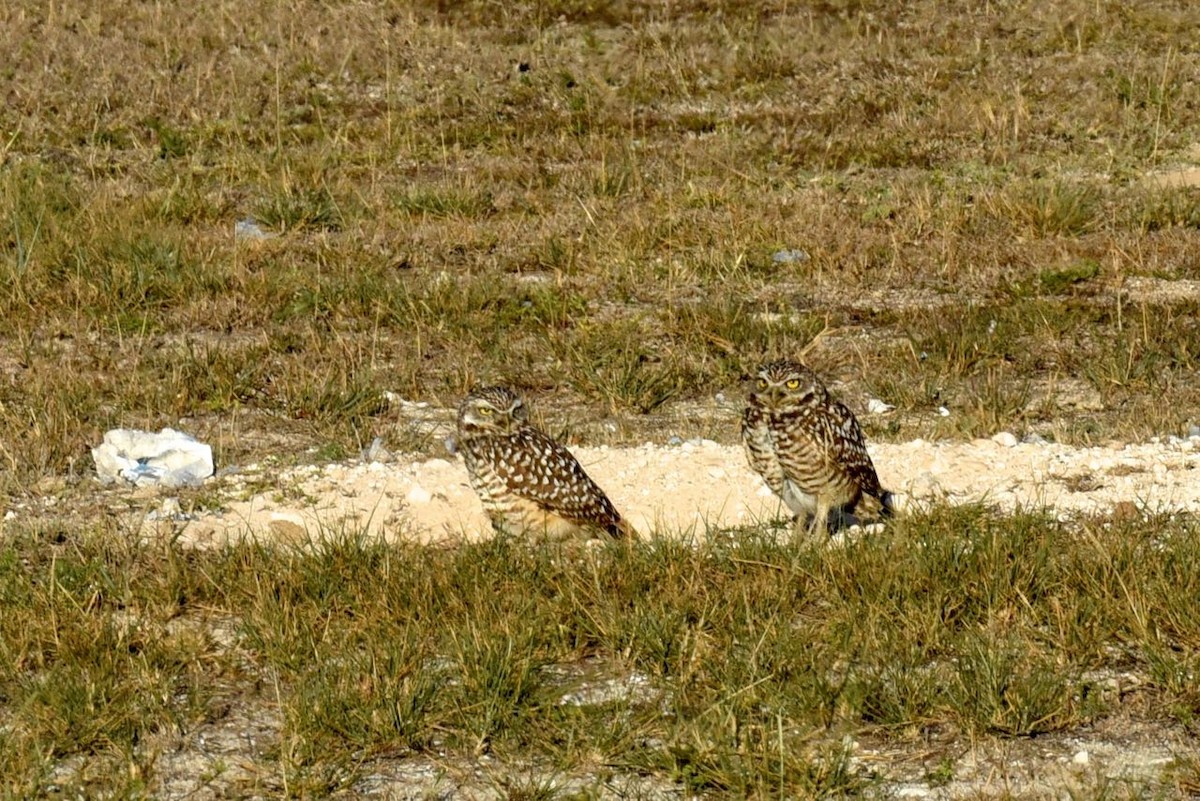 Burrowing Owl - ML549995921