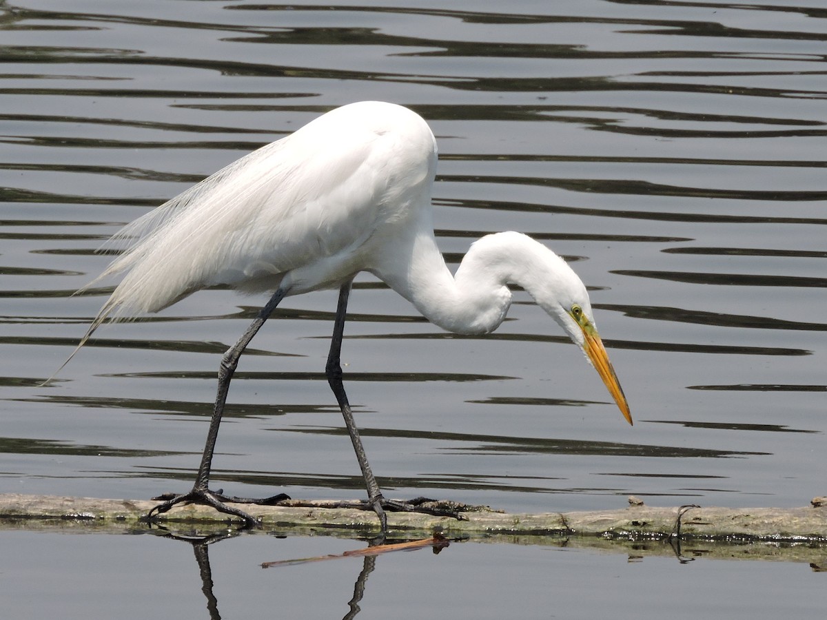 Great Egret - Manuel Becerril González