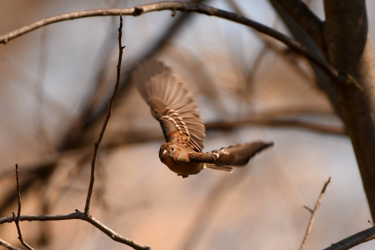 Field Sparrow - Tom Frankel