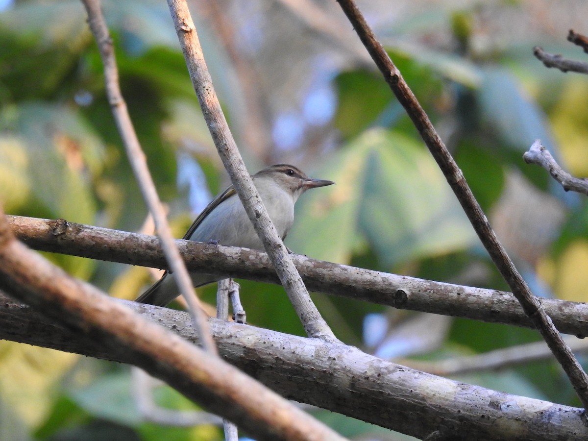 Black-whiskered Vireo - ML549997021