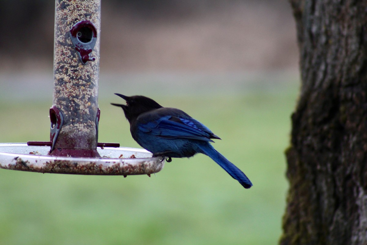 Steller's Jay - ML549997351