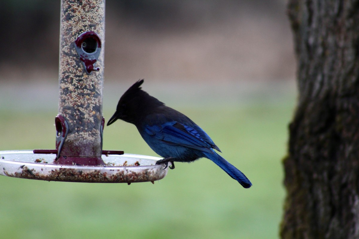 Steller's Jay - ML549997361