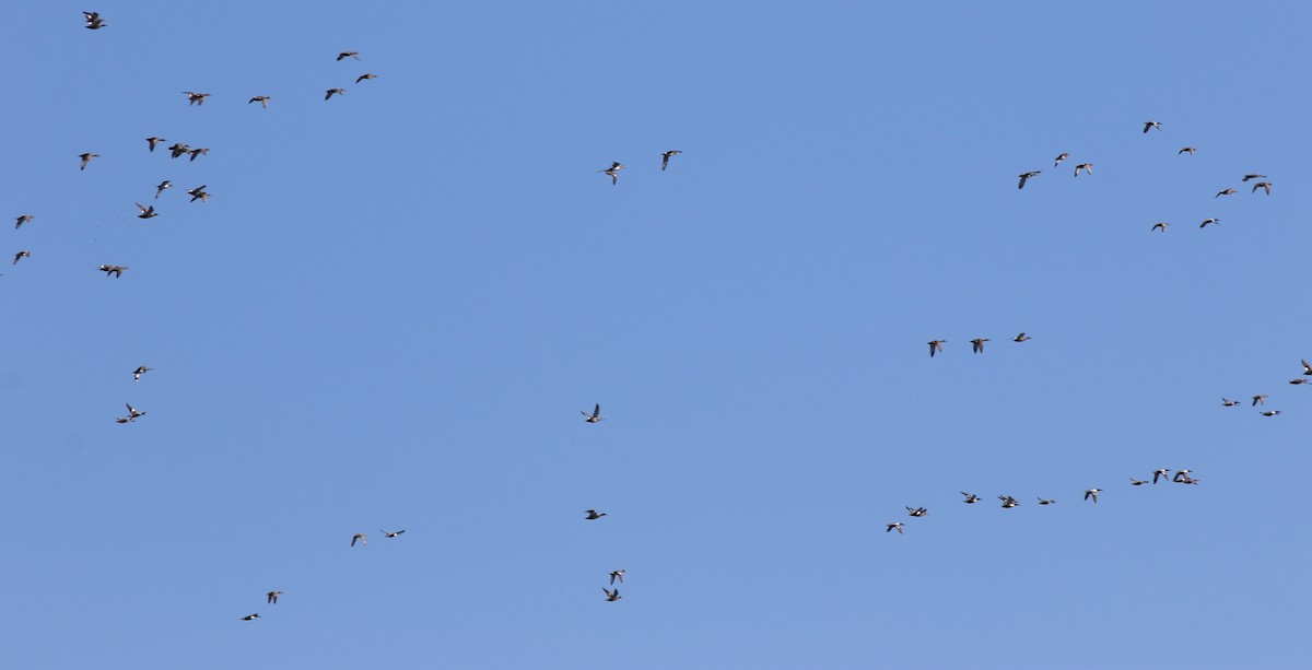 Northern Shoveler - ML549997571