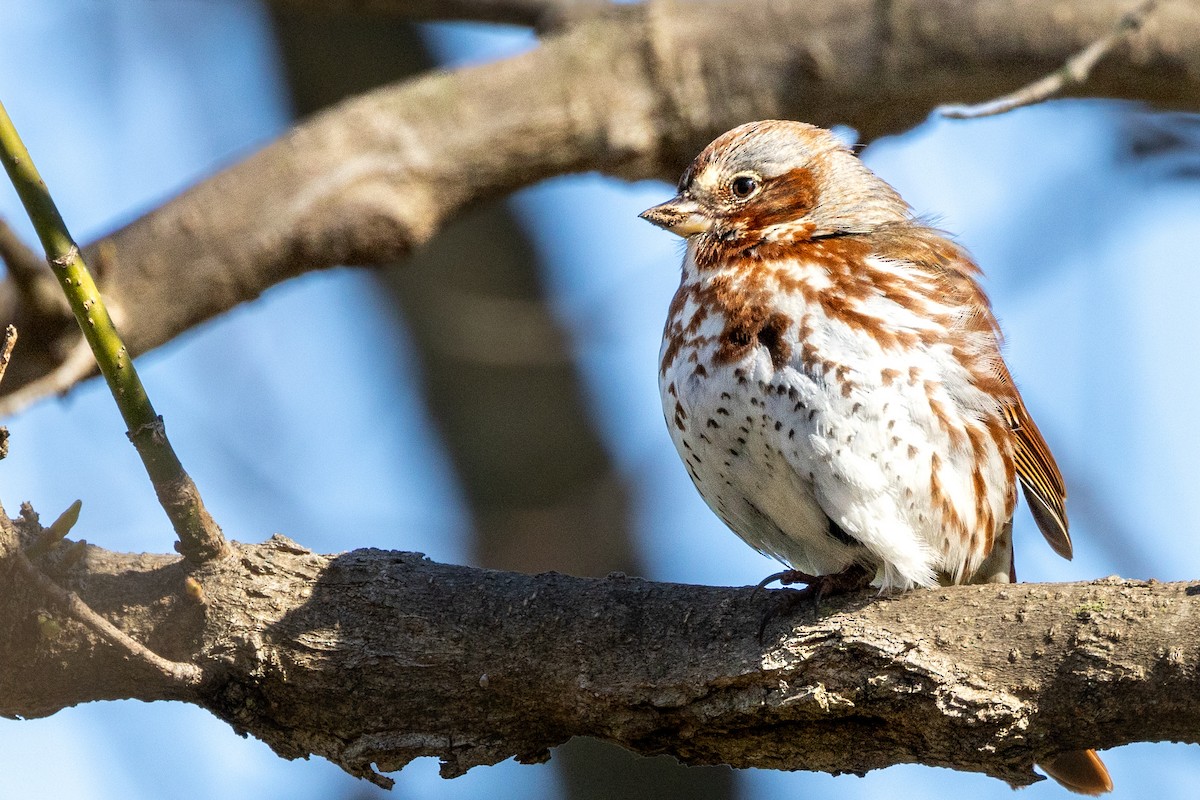 Fox Sparrow - ML549997621