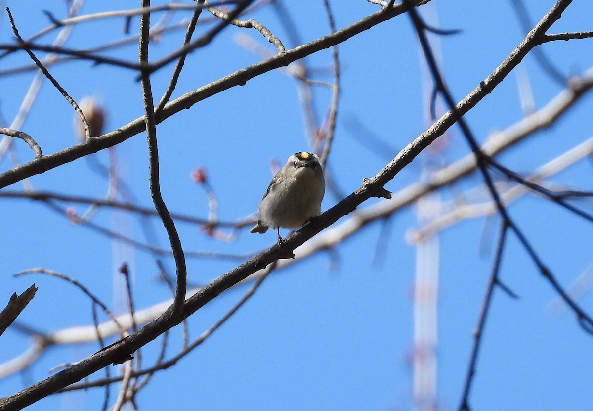 Golden-crowned Kinglet - Jeanne Cimorelli