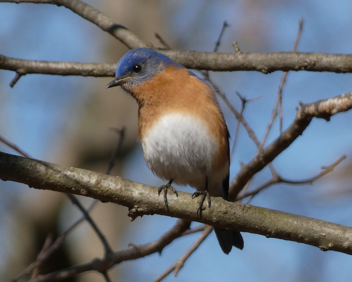 Eastern Bluebird - ML549998181