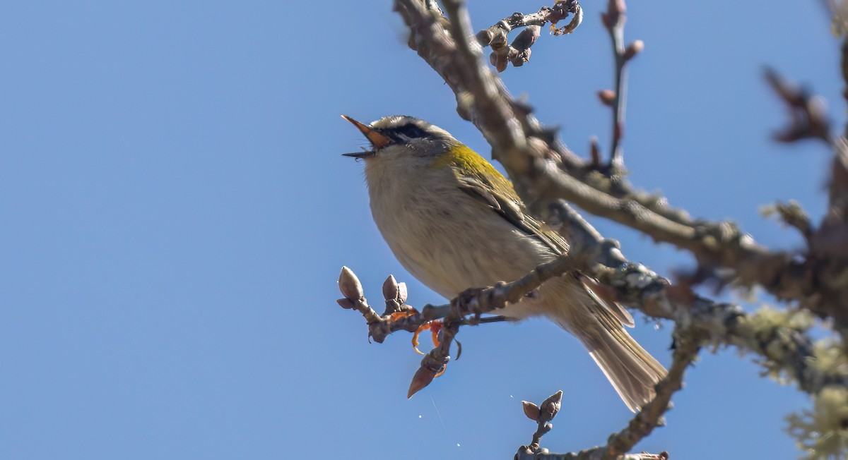 Common Firecrest - Francisco Pires