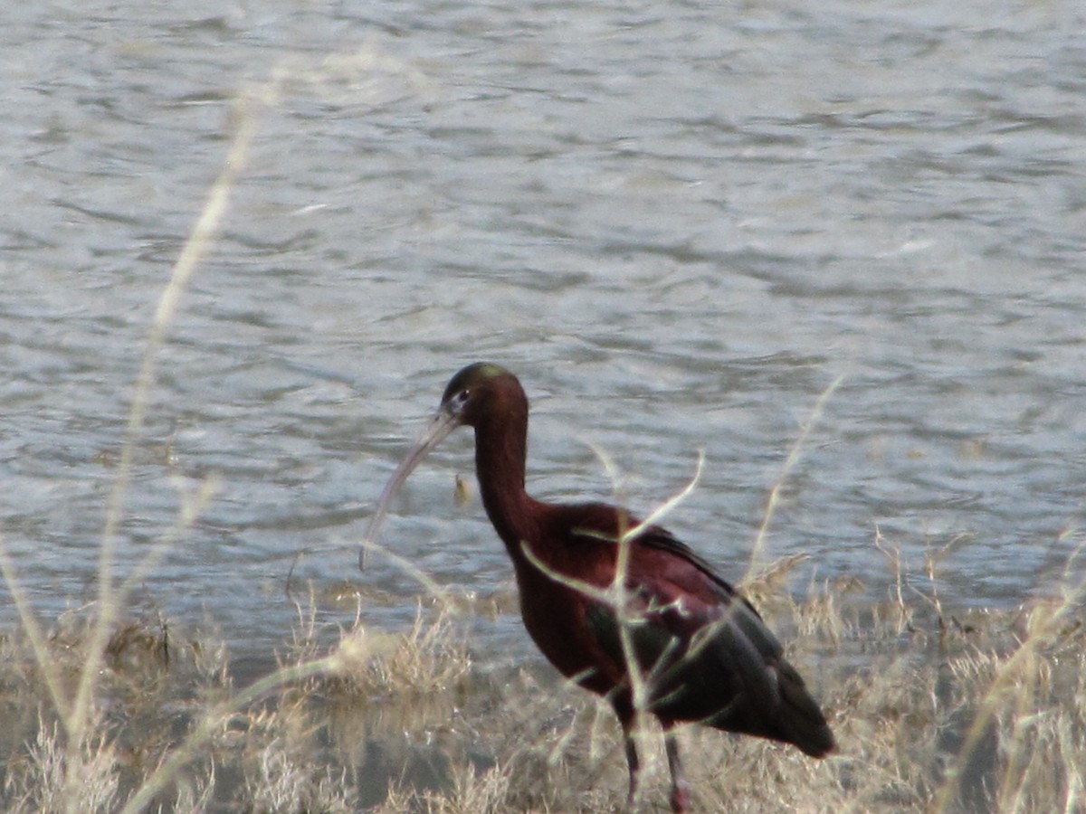 Glossy Ibis - ML54999841