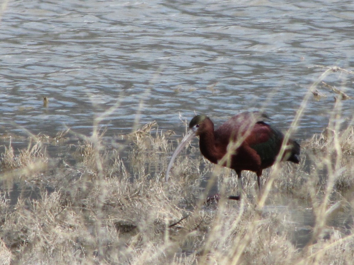 Glossy Ibis - ML54999871