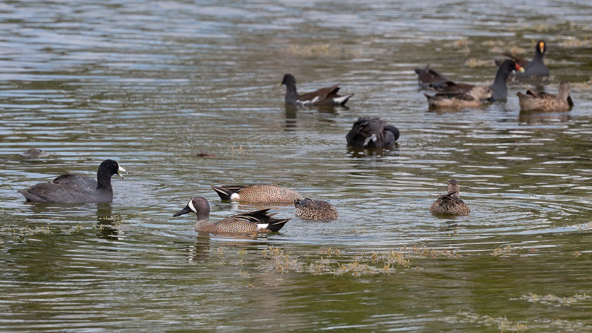 Blue-winged Teal - ML549998791