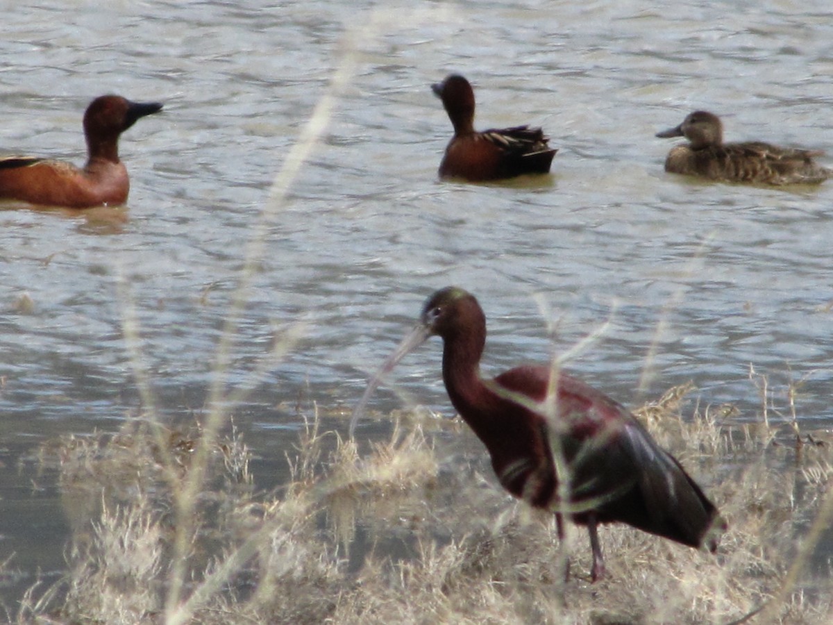 Glossy Ibis - ML54999901