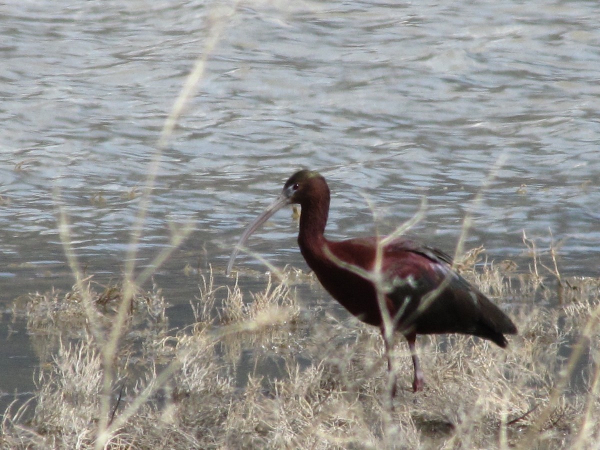 Glossy Ibis - ML54999911