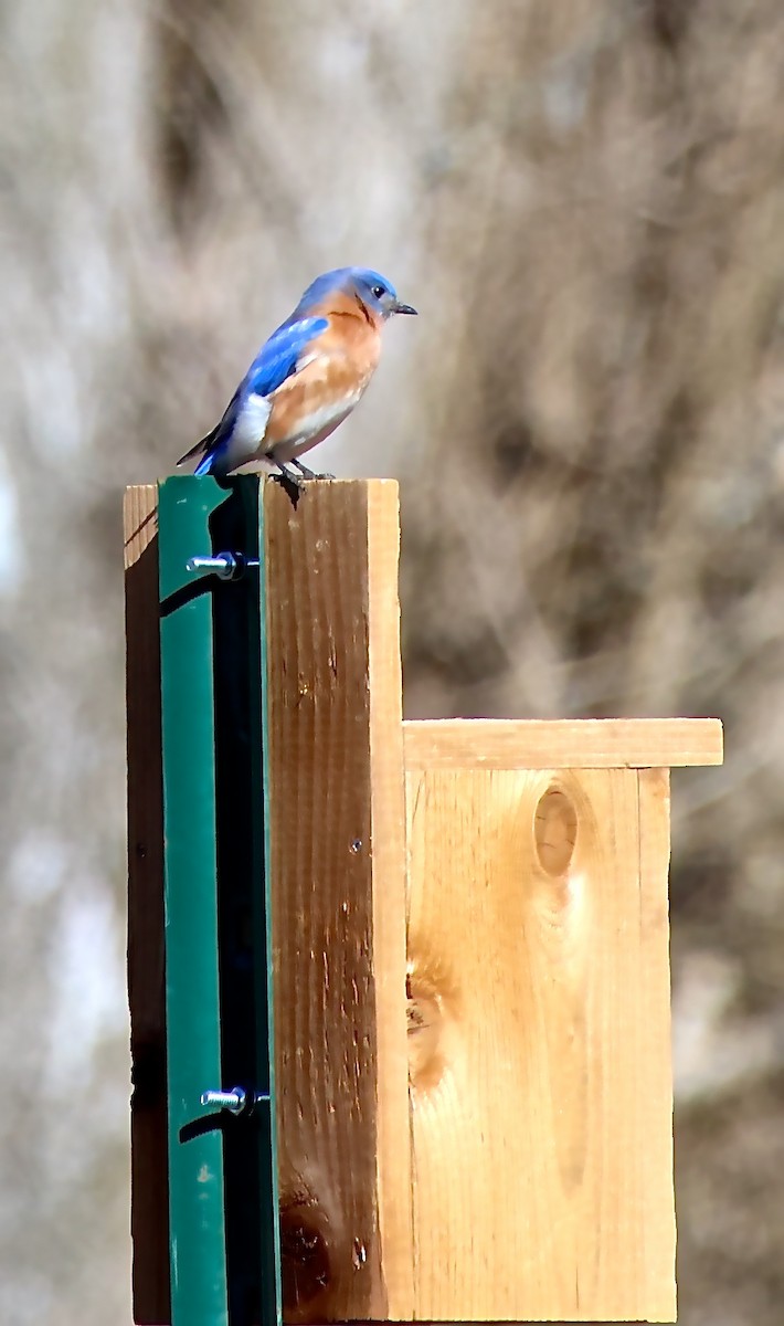 Eastern Bluebird - ML549999281