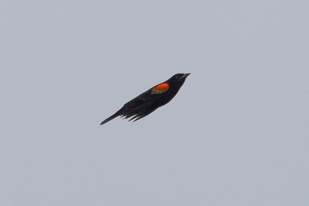 Red-winged Blackbird - ML549999411