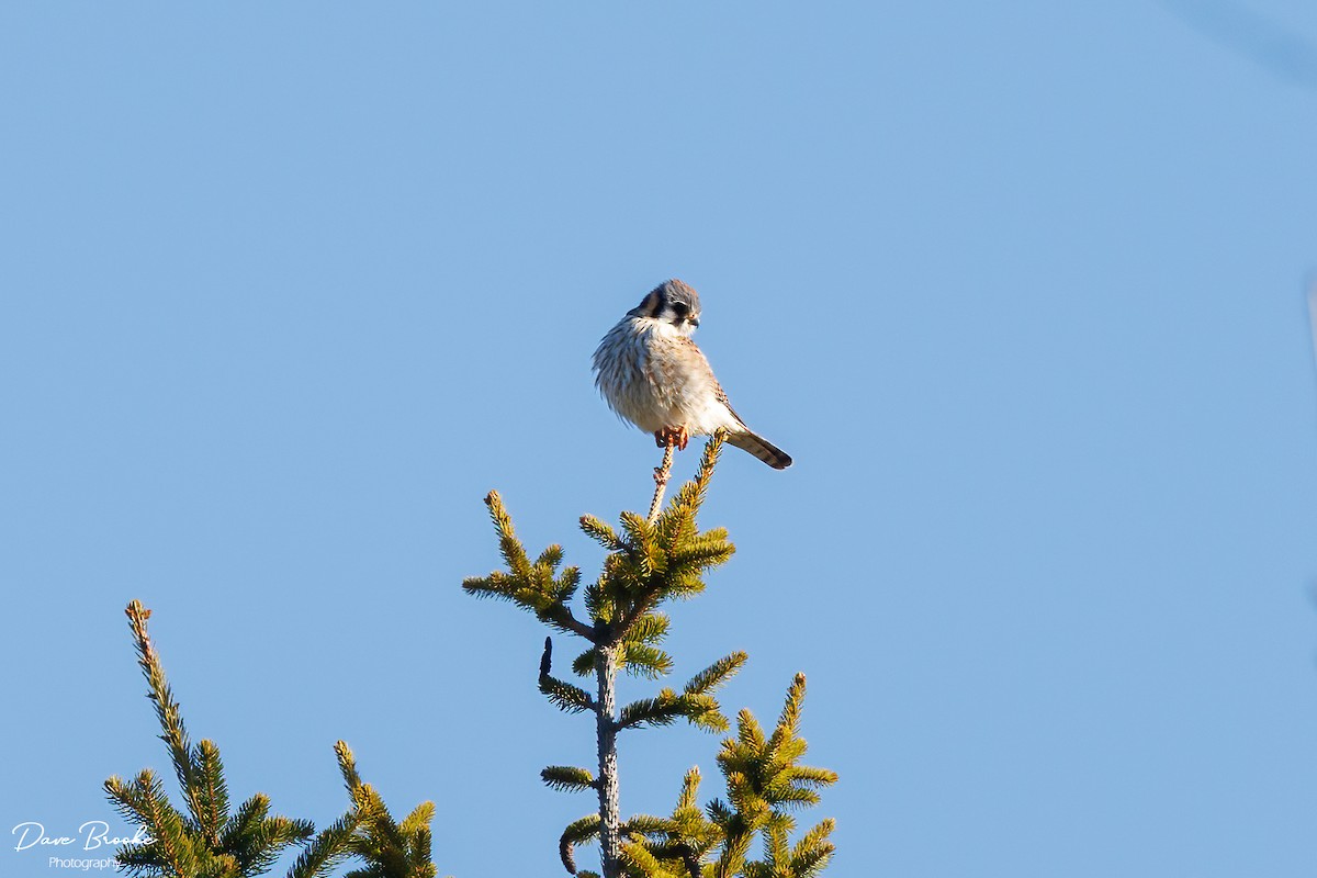 American Kestrel - ML549999691