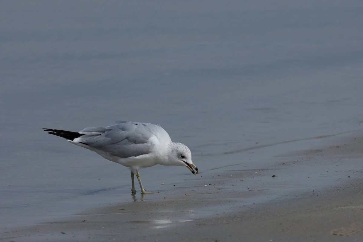 Ring-billed Gull - ML550000791