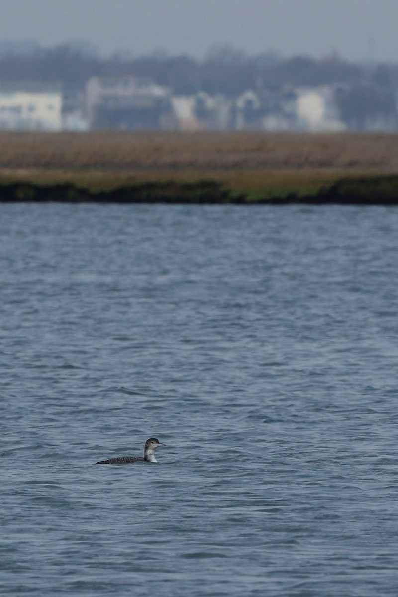 Common Loon - ML550000931