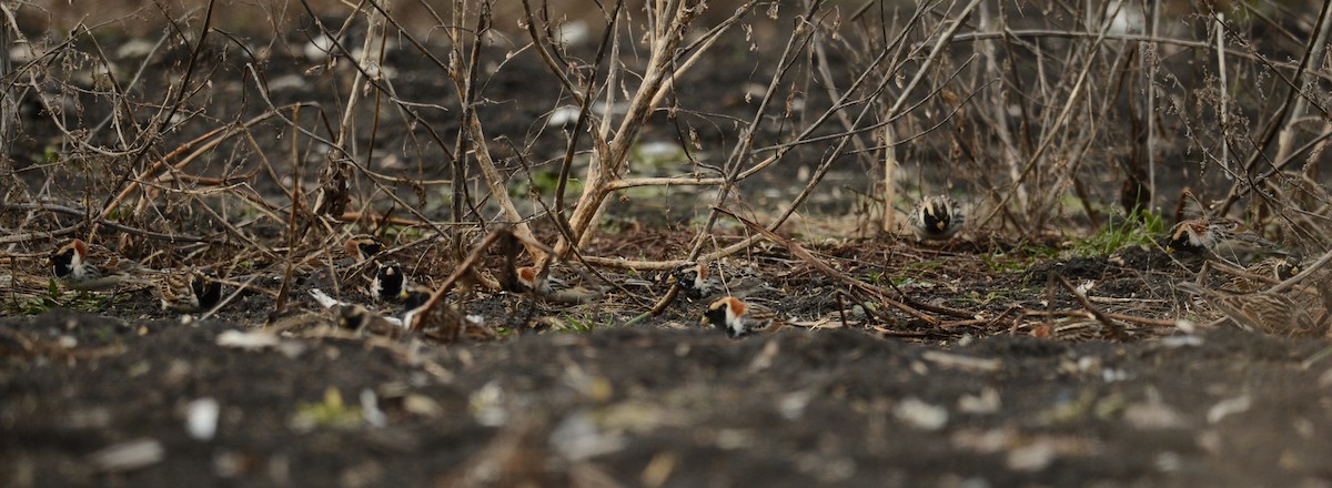 Lapland Longspur - ML55000131