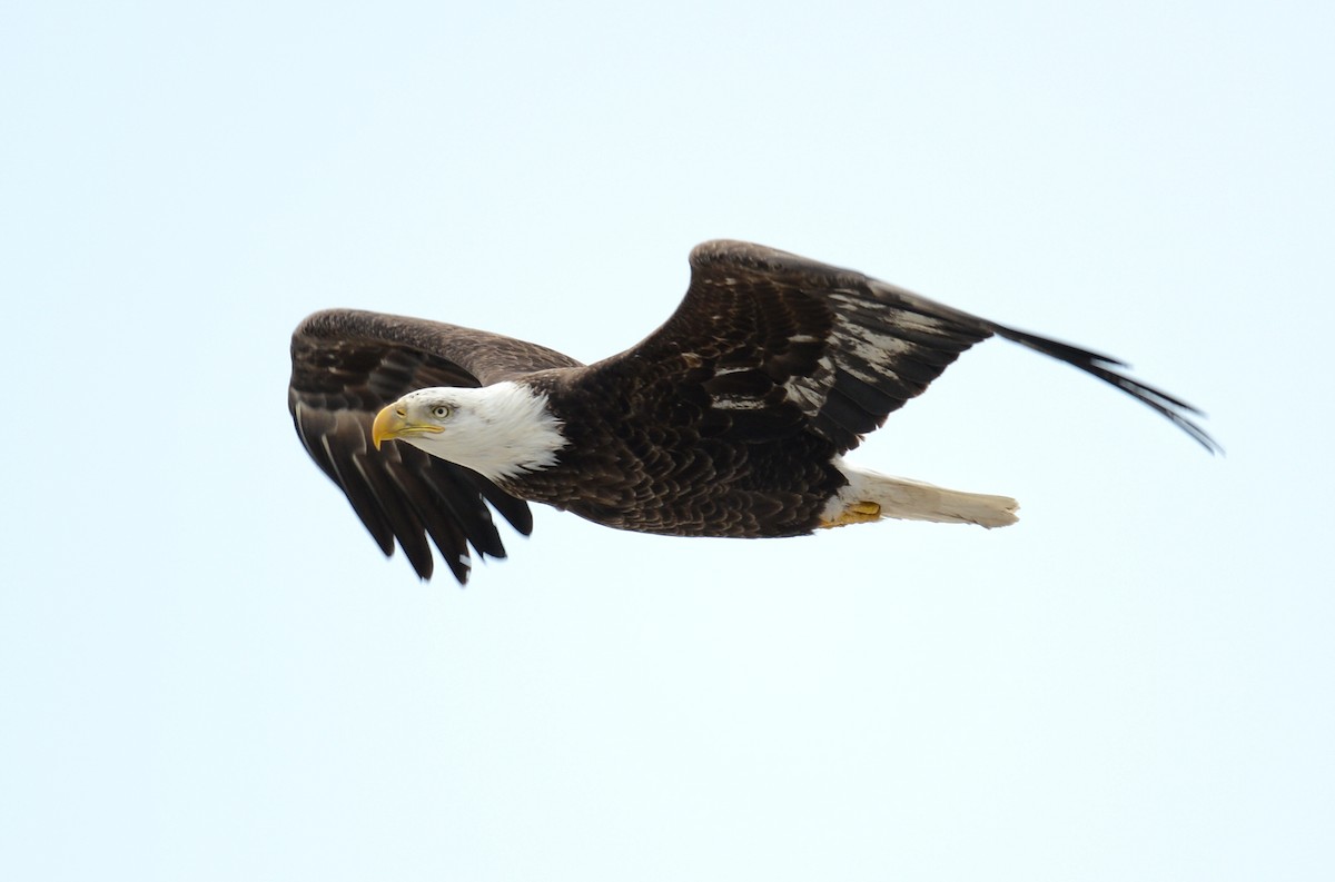 Bald Eagle - Raymond Ladurantaye