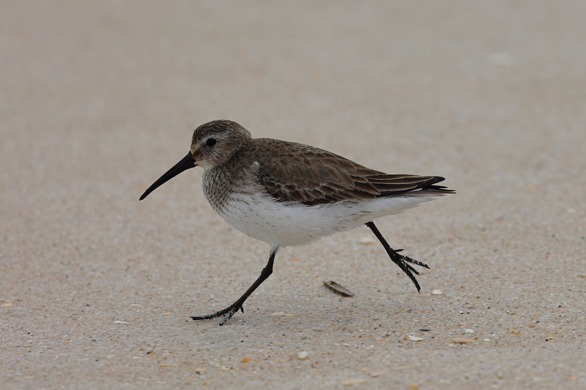 Dunlin - ML550002021