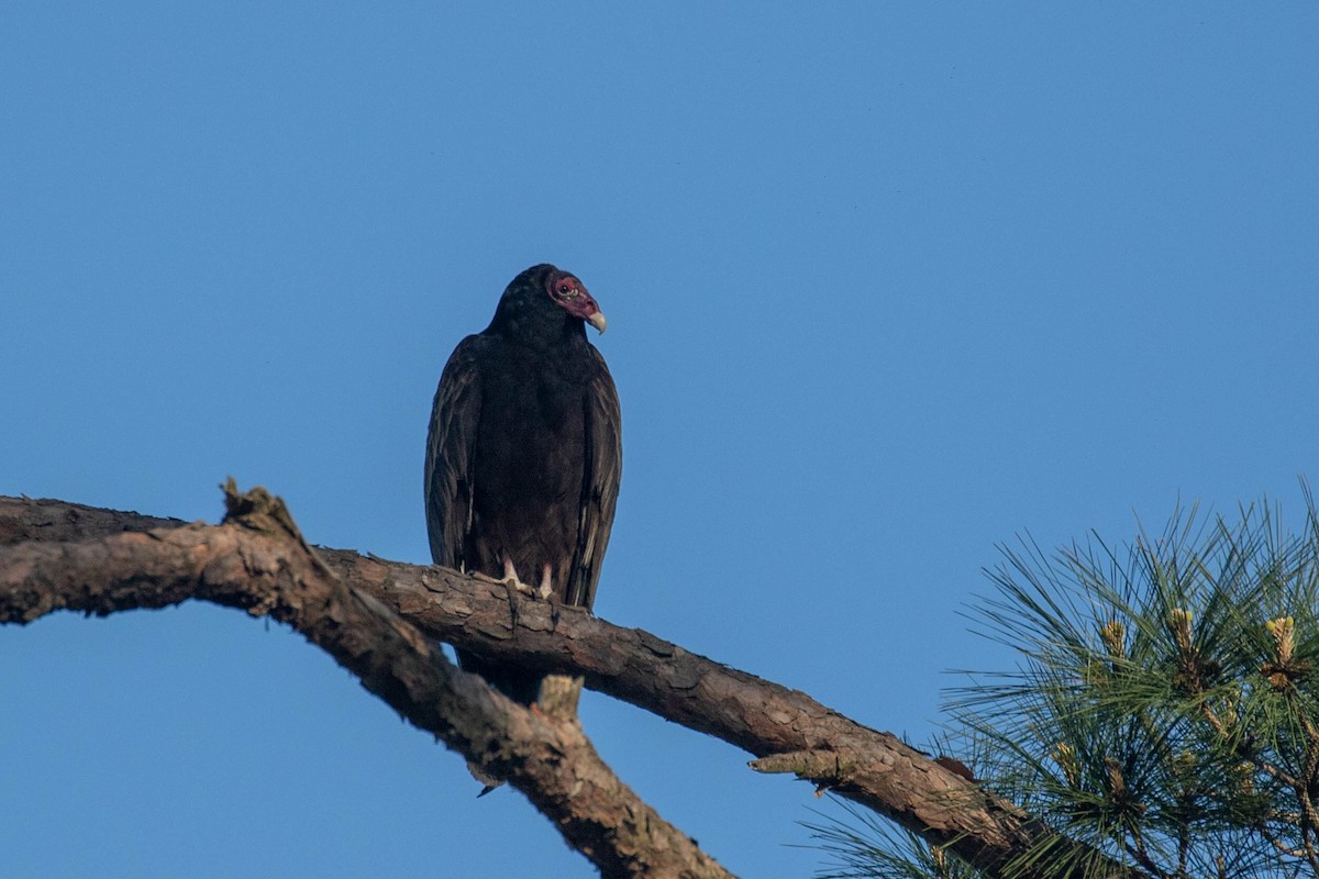 Turkey Vulture - ML550002301