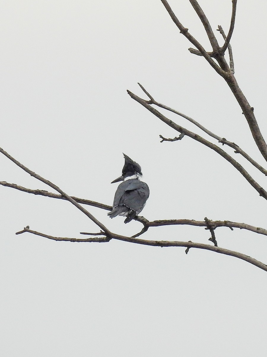 Belted Kingfisher - ML550002331