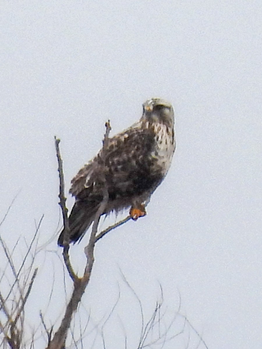 Rough-legged Hawk - ML550002571