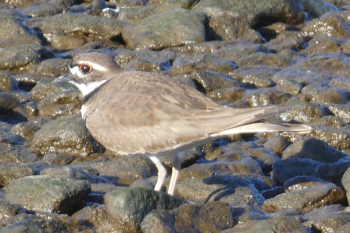 Killdeer - ML550002791