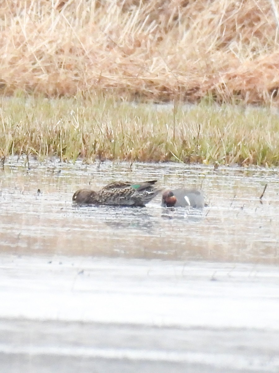 Green-winged Teal - ML550002821