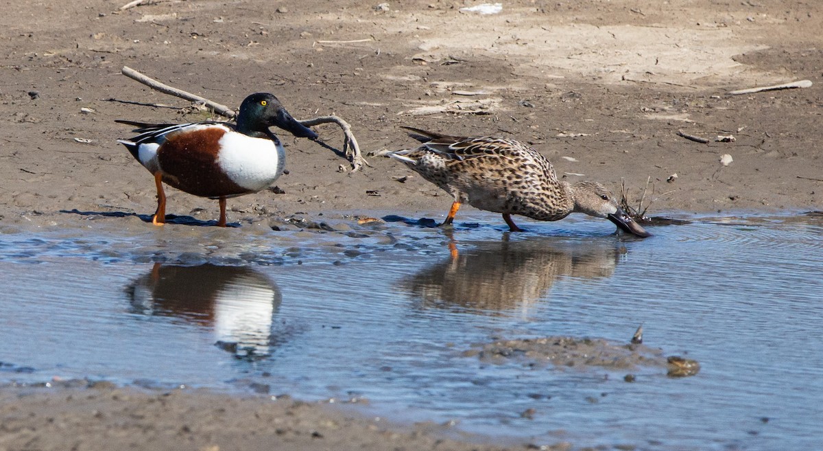 Northern Shoveler - ML550002851