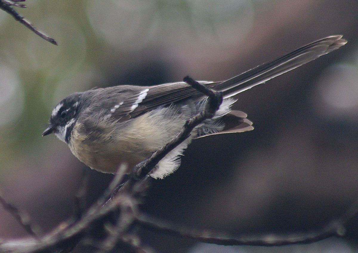 Gray Fantail - Peter Bennet