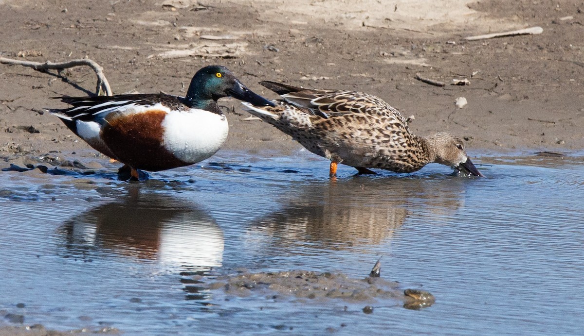 Northern Shoveler - ML550003051