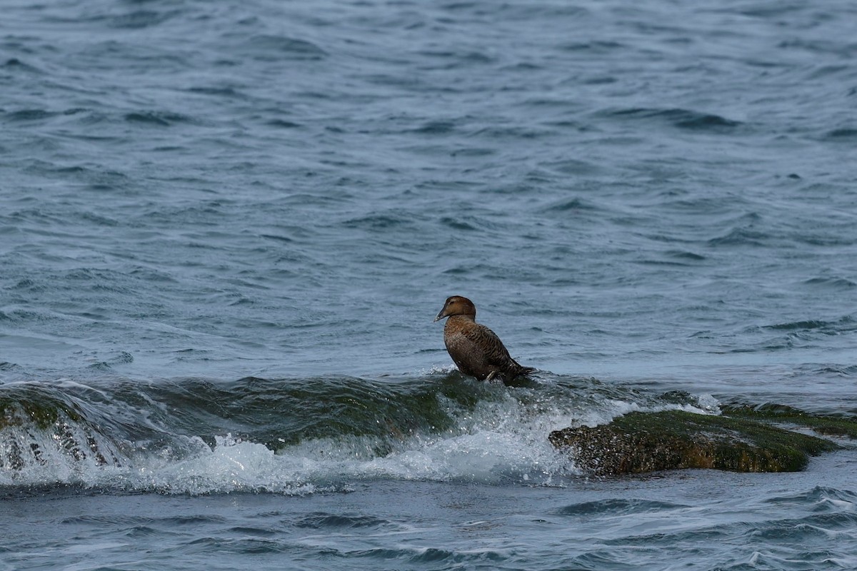 Common Eider - Ryan Steiner