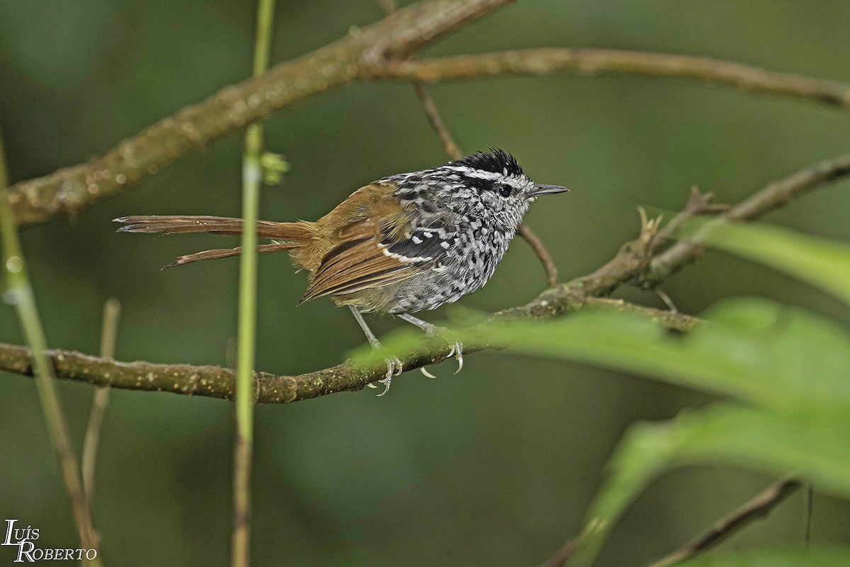 Rufous-tailed Antbird - Luis Roberto da Silva