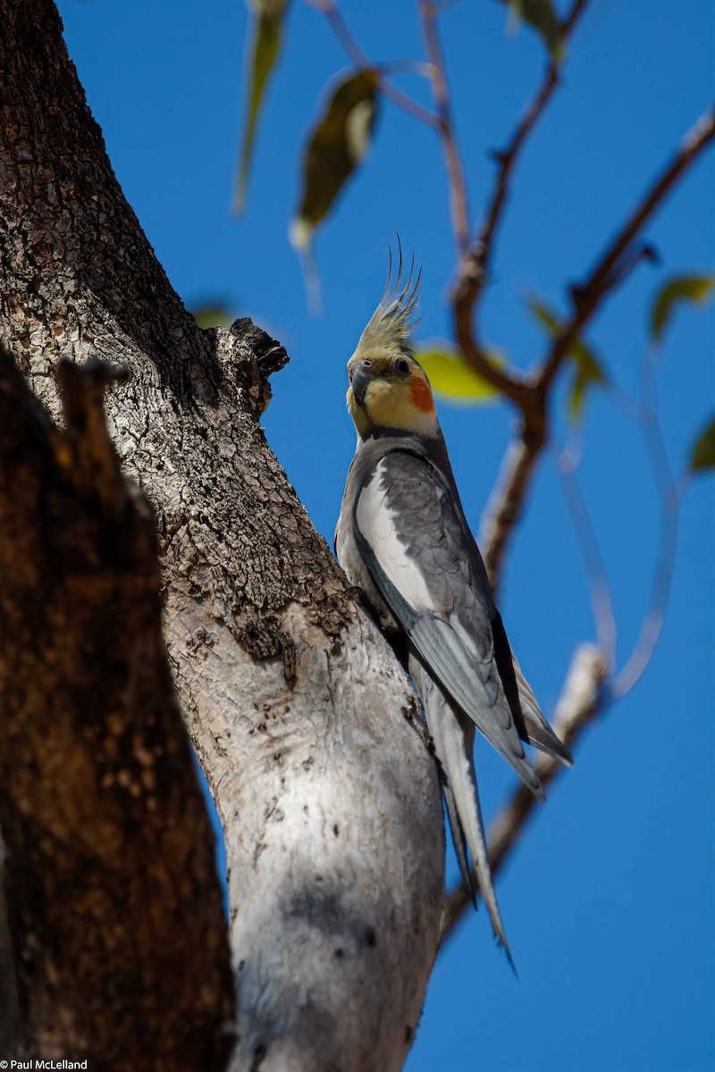 Cockatiel - ML550004171
