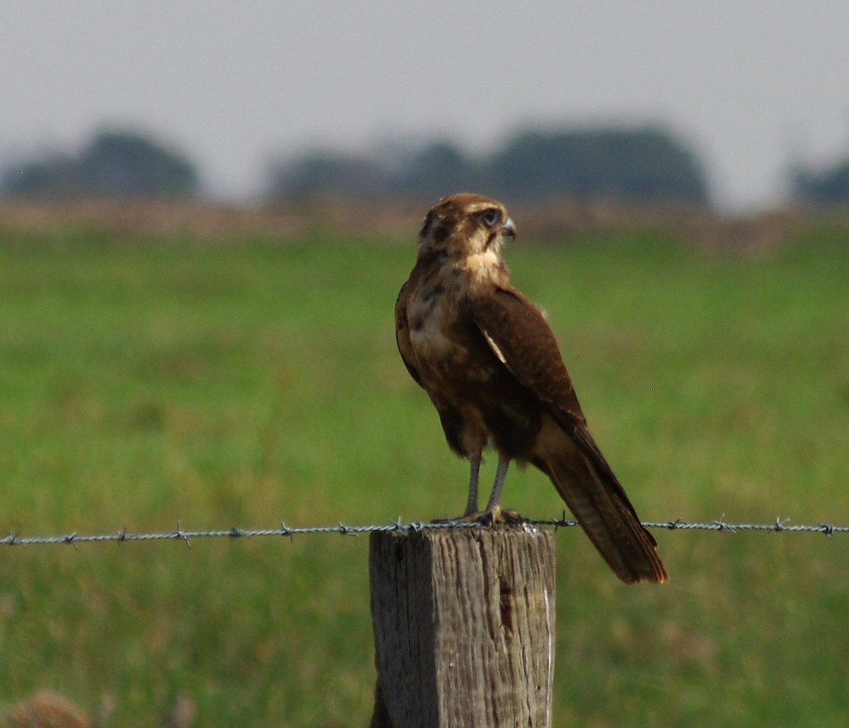 Brown Falcon - Peter Bennet