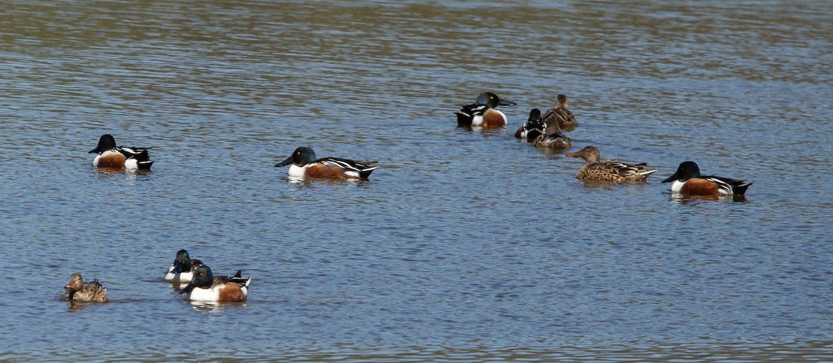 Northern Shoveler - ML550004411