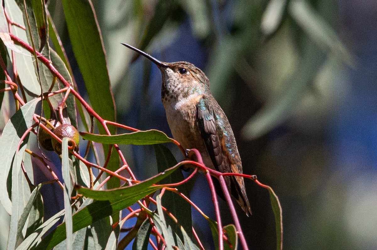 Allen's Hummingbird - ML550005971