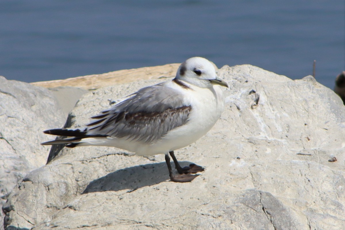 Black-legged Kittiwake - Mike Peczynski