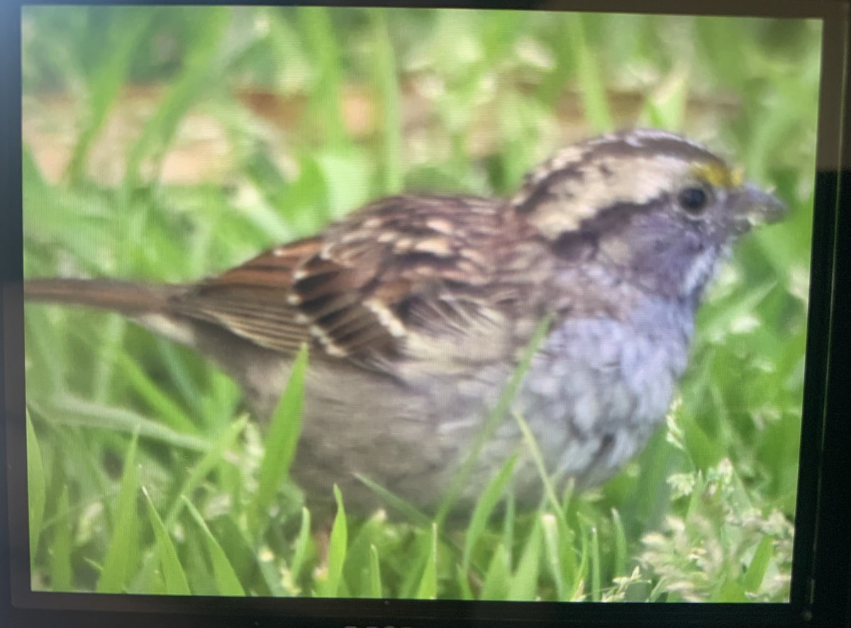 White-throated Sparrow - ML550006401