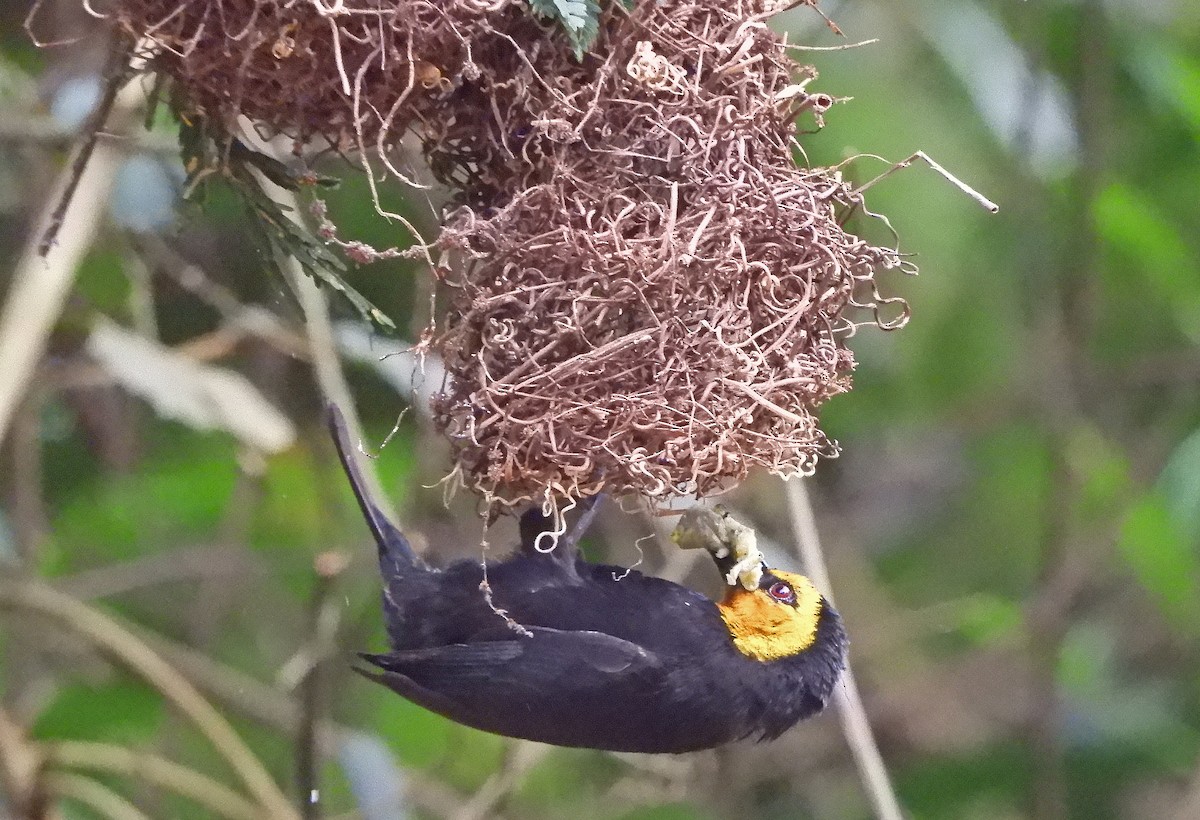 Black-billed Weaver - ML550006991