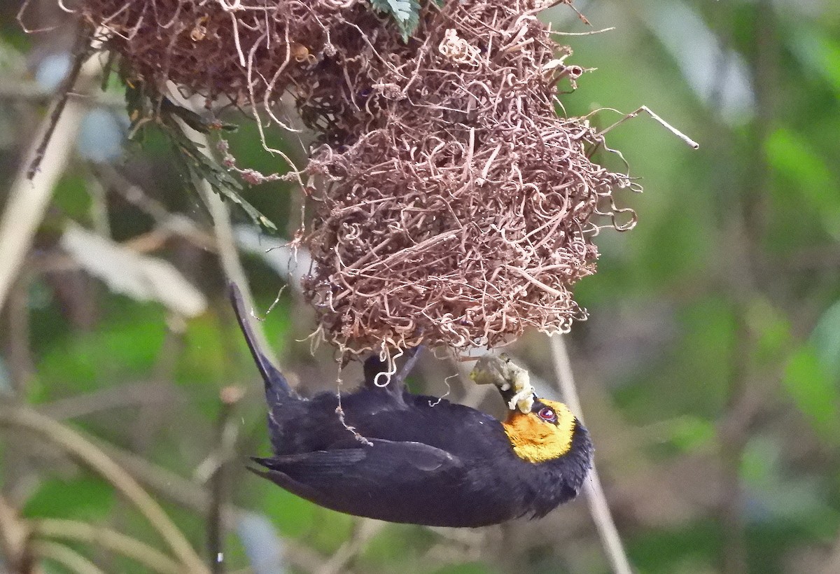 Black-billed Weaver - Ray Wershler