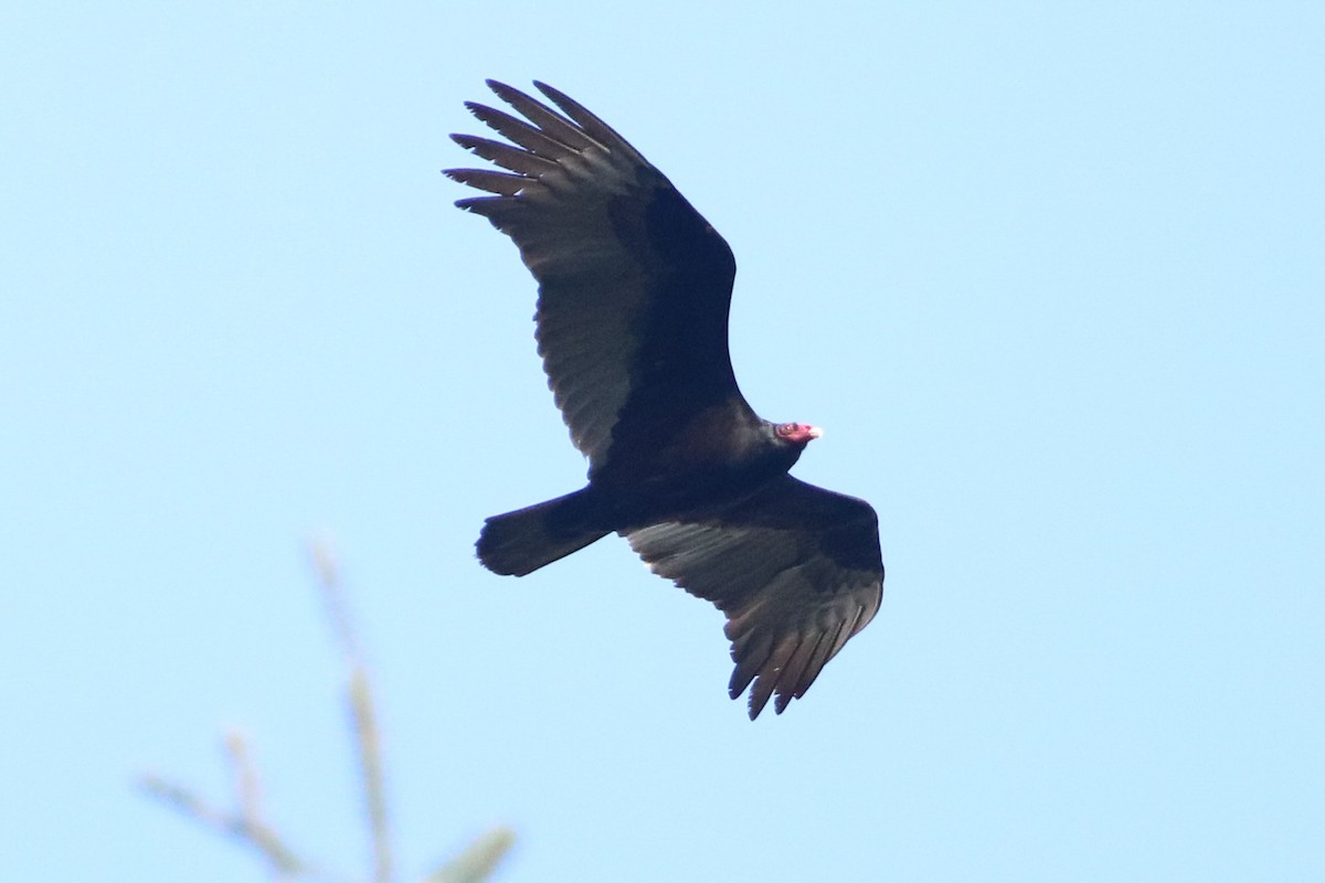 Turkey Vulture - Isaiah Nugent