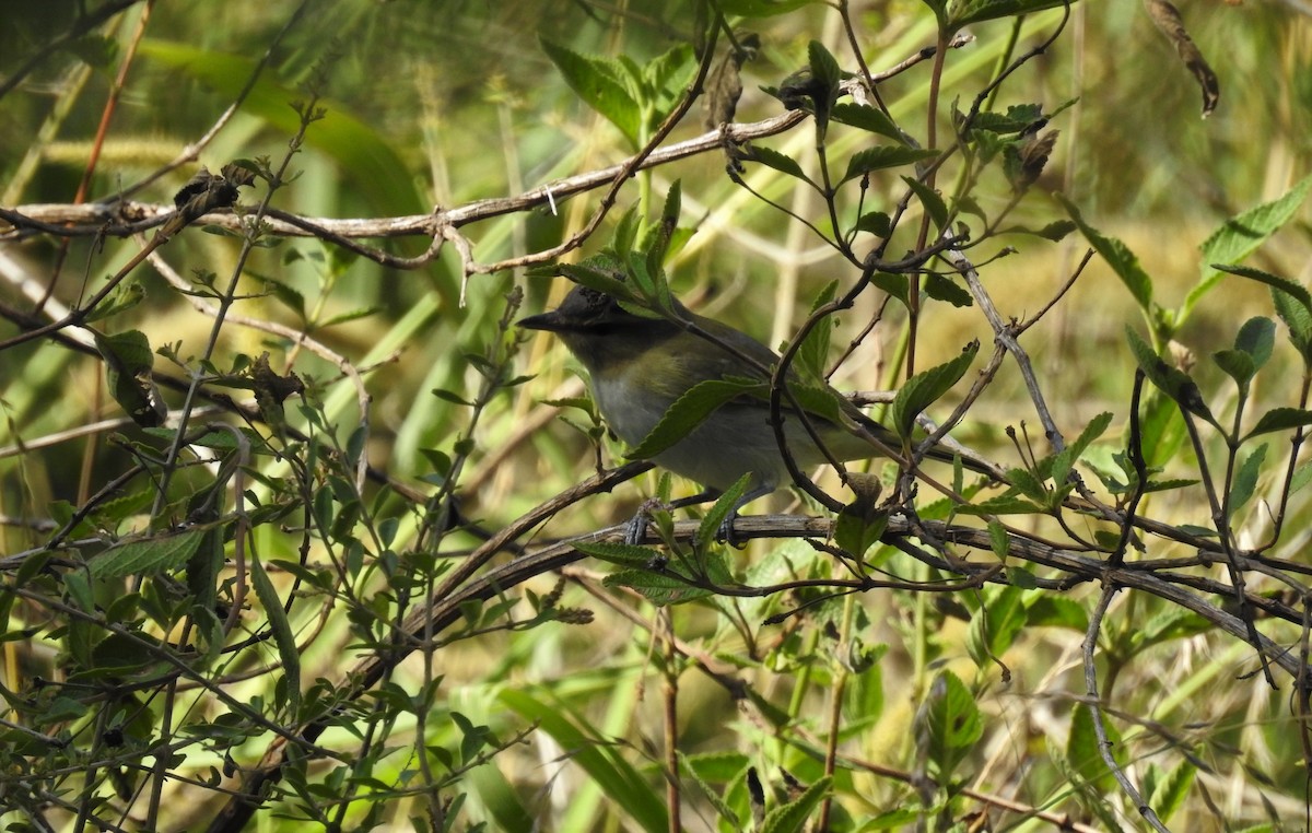 Vireo Chiví - ML550007801