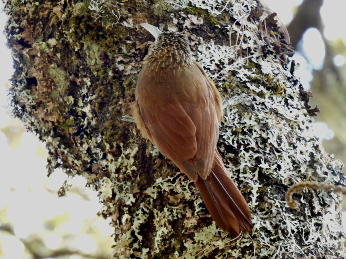 Strong-billed Woodcreeper (Central American) - ML550008191