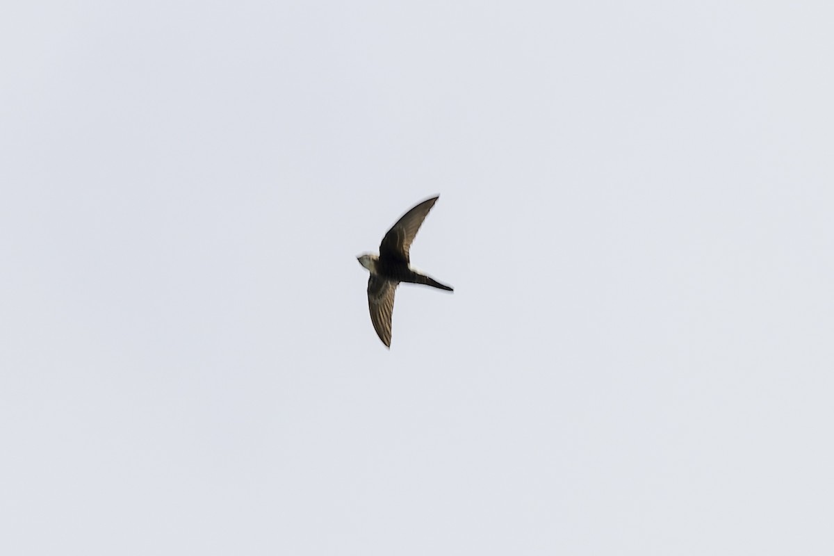 Pacific Swift - ML550009231