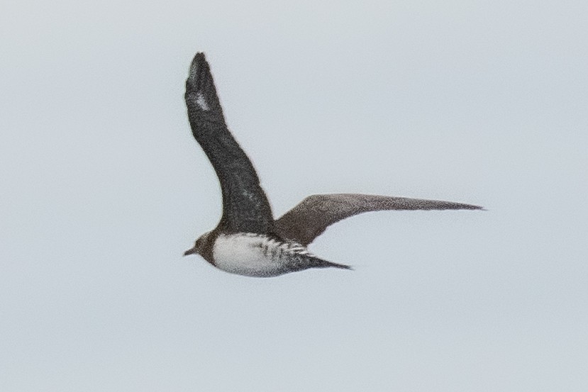 eBird Checklist - 25 Mar 2023 - Offshore--Kiama Pelagic (SOSSA) - 16 ...