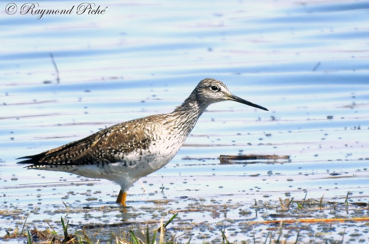 Greater Yellowlegs - Raymond  Piché